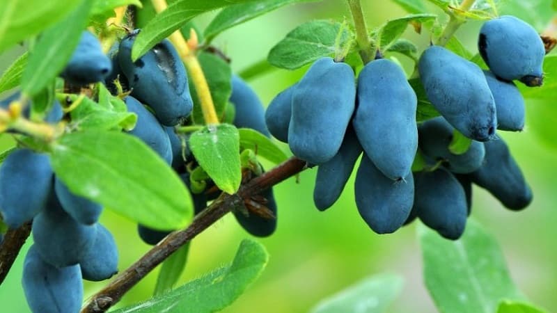 What year after planting does honeysuckle bear fruit?