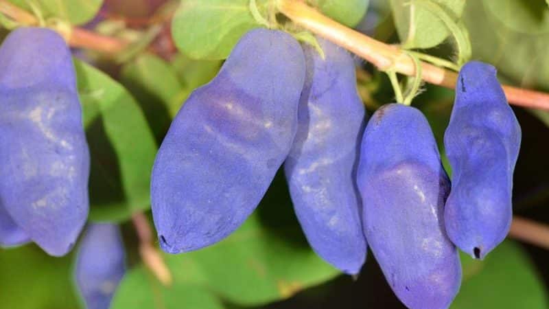 Early sweet variety of honeysuckle Silginka