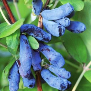 Early sweet variety of honeysuckle Silginka