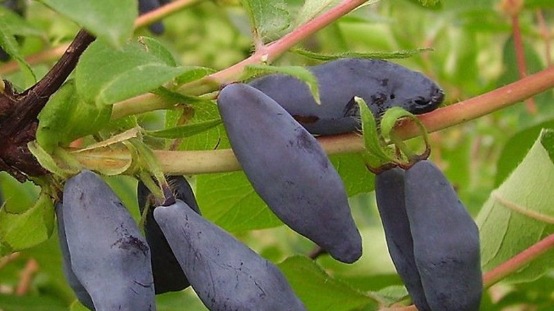 An unpretentious variety of honeysuckle to grow, Blue Bird