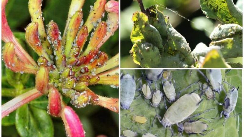How to properly grow honeysuckle from berries: step-by-step instructions