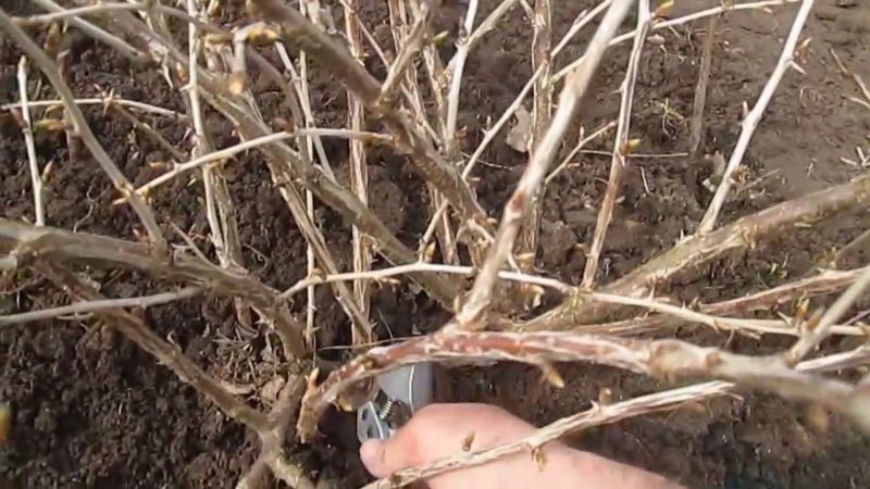 How to properly prune gooseberries in spring for a good harvest