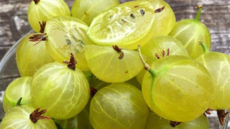 How to plant gooseberry seedlings correctly