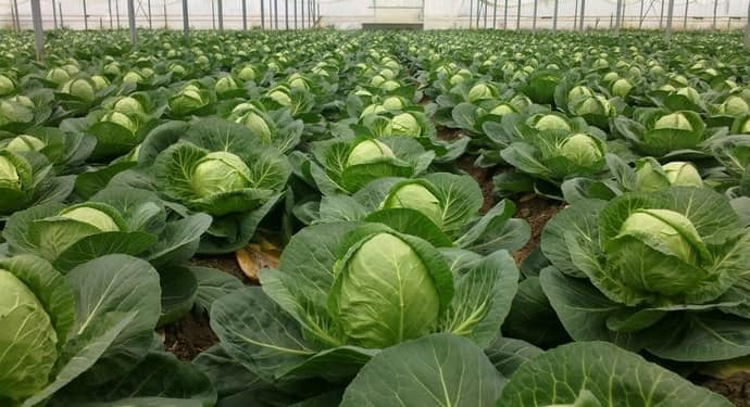 Late-ripening high-yielding cabbage hybrid Atria f1
