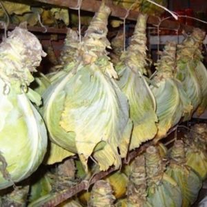 Late-ripening high-yielding cabbage hybrid Atria f1
