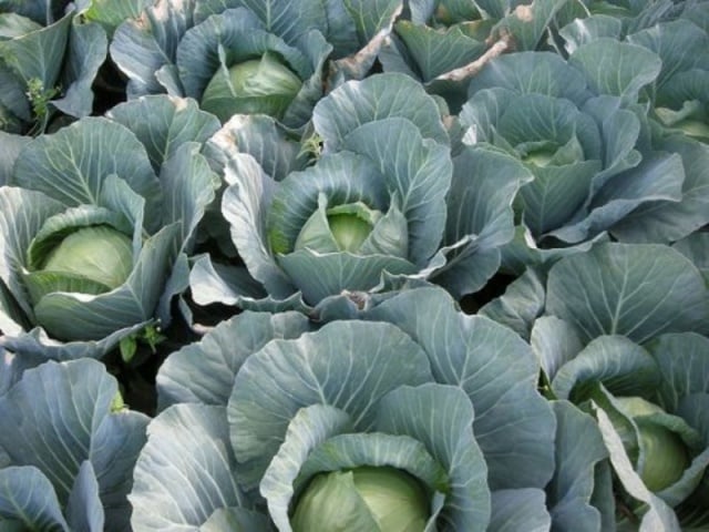 Late-ripening high-yielding cabbage hybrid Atria f1