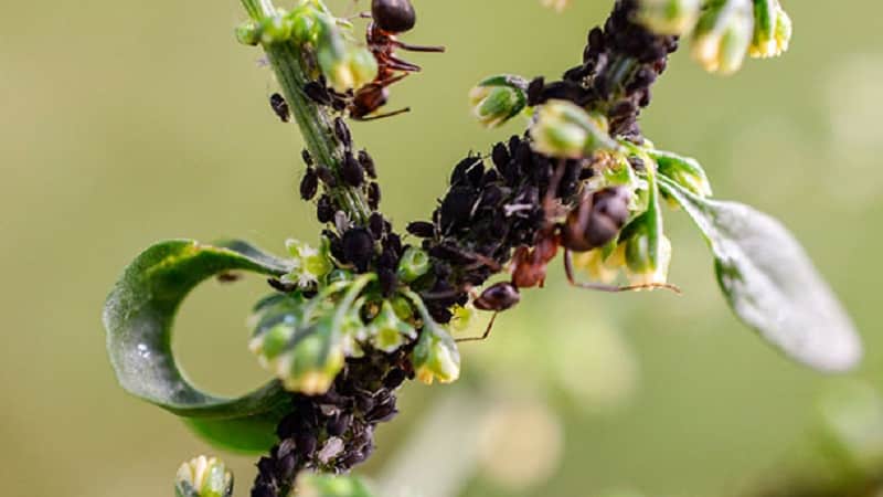 Aphids on honeysuckle: how to treat so as not to destroy the crop