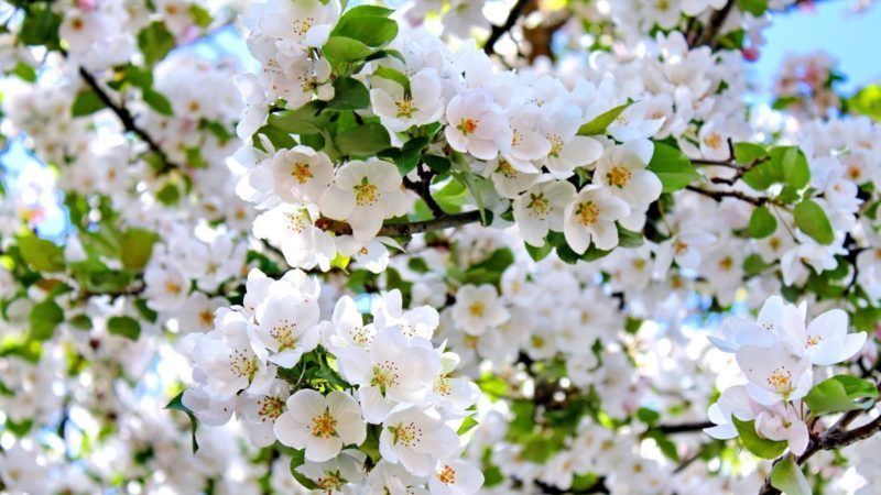 How, when and with what to spray apple trees in the spring against pests and diseases
