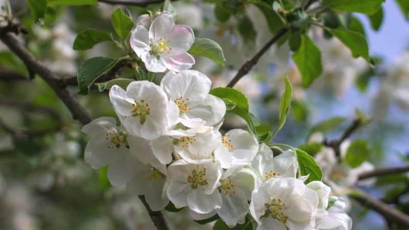 How, when and with what to spray apple trees in the spring against pests and diseases