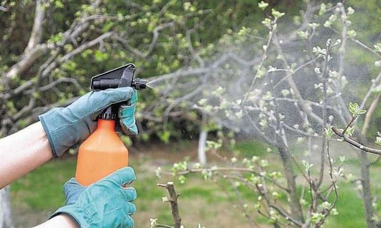 How, when and with what to spray apple trees in the spring against pests and diseases