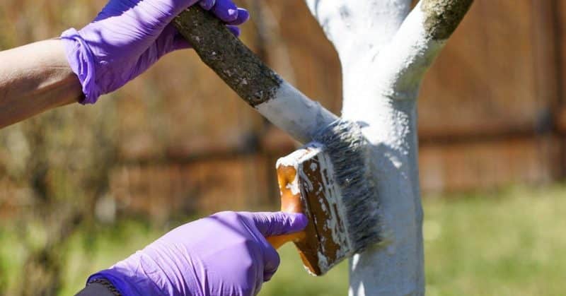 How, when and with what to spray apple trees in the spring against pests and diseases