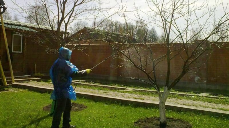 How, when and with what to spray apple trees in the spring against pests and diseases