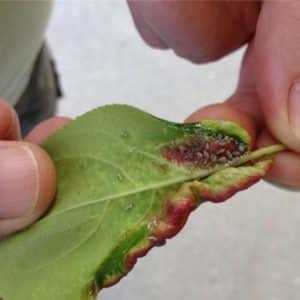 How, when and with what to spray apple trees in the spring against pests and diseases