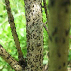 How, when and with what to spray apple trees in the spring against pests and diseases