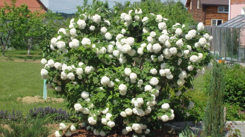 How and what to feed viburnum Buldenezh in spring