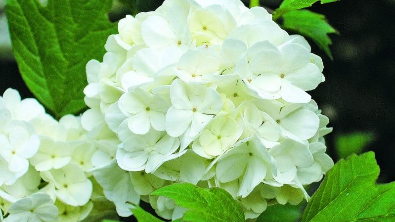 How and what to feed viburnum Buldenezh in spring