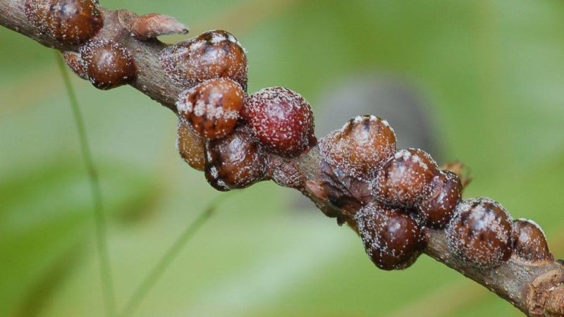 Spring treatment of honeysuckle from pests and diseases
