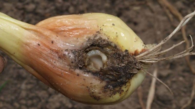 The most effective pest control products: how to treat onions for worms and how to do it correctly