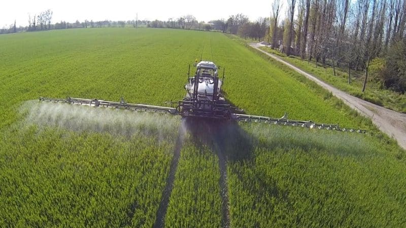 What is foliar feeding of wheat and what fertilizers can be used for these purposes