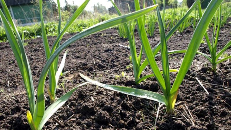 What is foliar feeding of wheat and what fertilizers can be used for these purposes