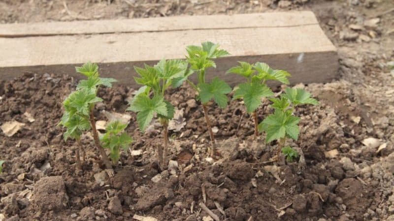 Why do currant leaves have pale leaves, what to do and how to fix it