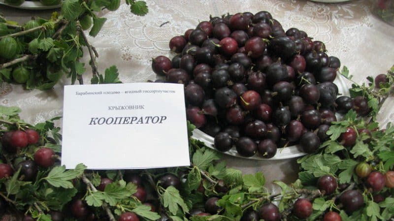 Varieties and features of growing thornless gooseberries