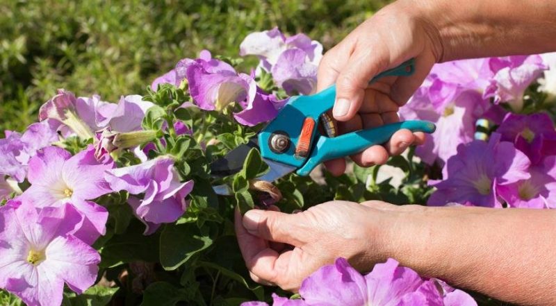 Why do you need to prune petunia in the middle of summer and how to do it correctly
