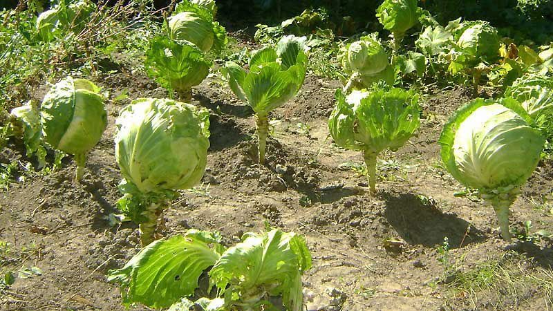 Is it necessary to fertilize cabbage to set heads?