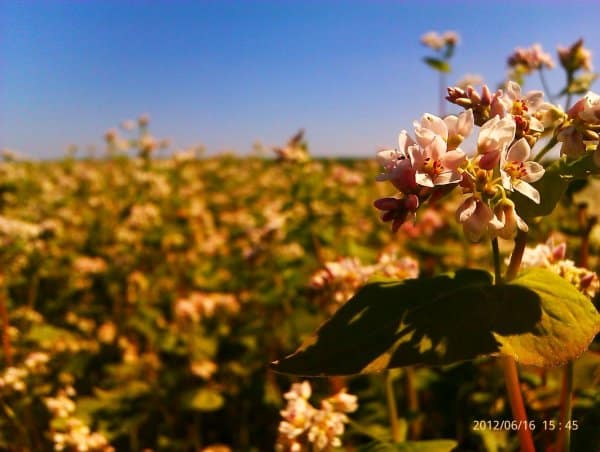In which countries do they grow and like to eat buckwheat, and where does the best buckwheat grow?