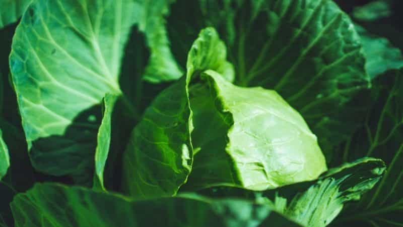 Early maturing cabbage hybrid Parel f1