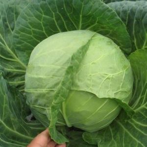 Early maturing cabbage hybrid Parel f1