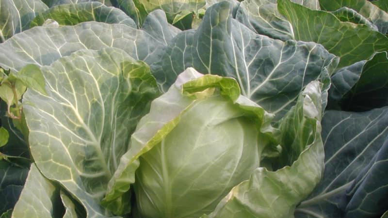 Early maturing cabbage hybrid Parel f1