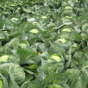 Early maturing cabbage hybrid Parel f1