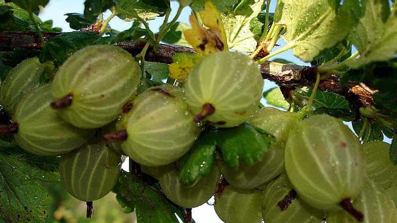 Varieties and features of growing thornless gooseberries