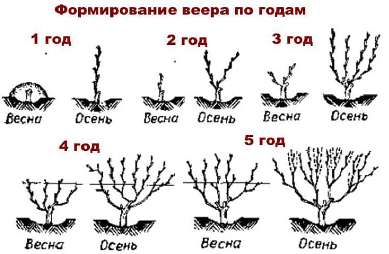 When and how to prune grapes correctly in spring for beginners step by step: instructions and diagrams