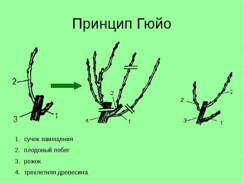When and how to prune grapes correctly in spring for beginners step by step: instructions and diagrams