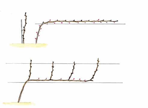 When and how to prune grapes correctly in spring for beginners step by step: instructions and diagrams