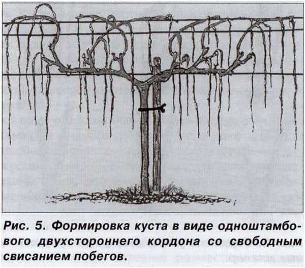 When and how to prune grapes correctly in spring for beginners step by step: instructions and diagrams
