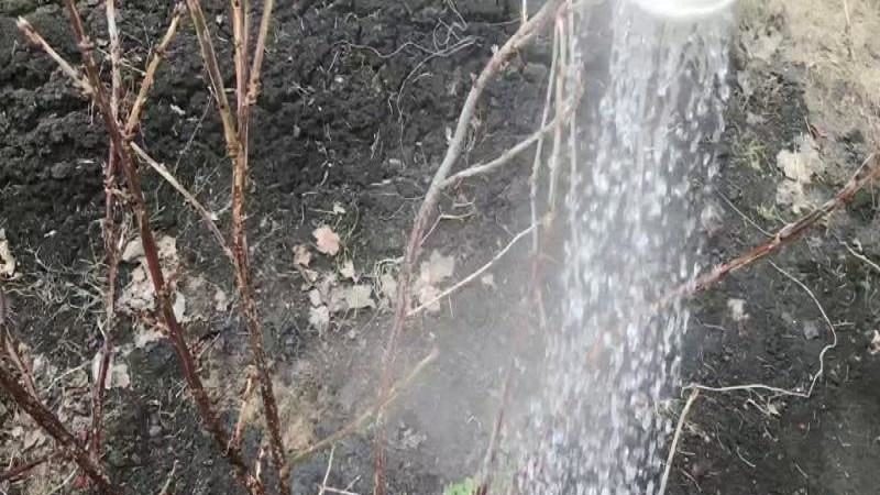 Choosing fertilizer for currants in spring: what and how to fertilize the bushes for a good harvest