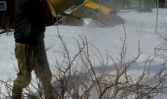 Life hack for gardeners: how to properly pour boiling water over currants in the spring and what it will give