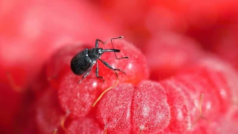 How to care for remontant raspberries in the fall