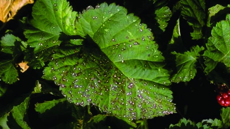 How to properly treat raspberries in the spring against diseases and pests, what products to use