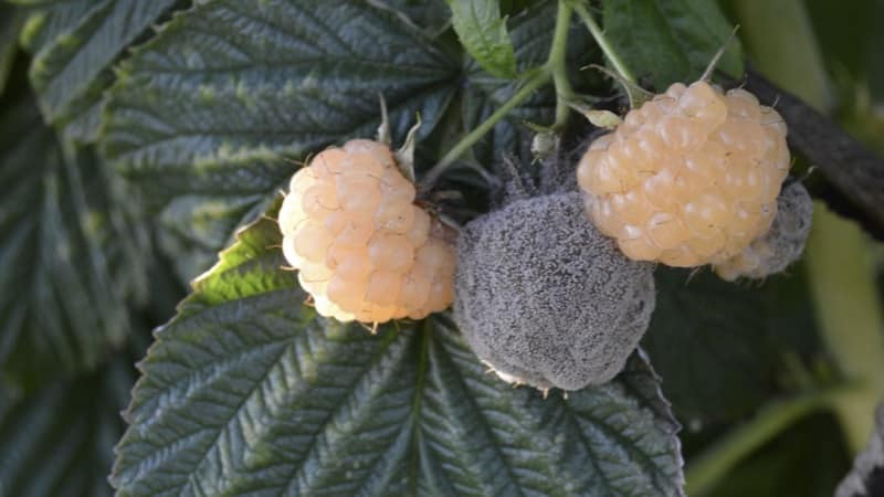 How to properly treat raspberries in the spring against diseases and pests, what products to use