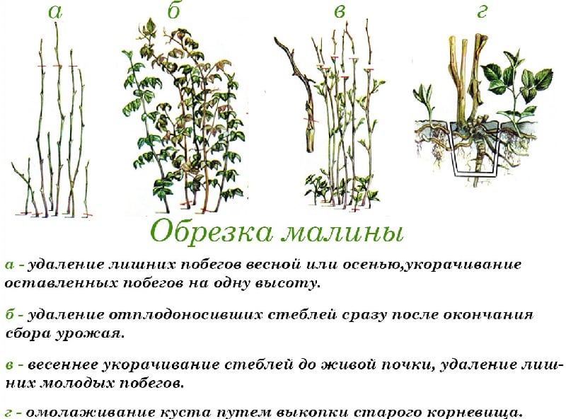 How to properly treat raspberries in the spring against diseases and pests, what products to use