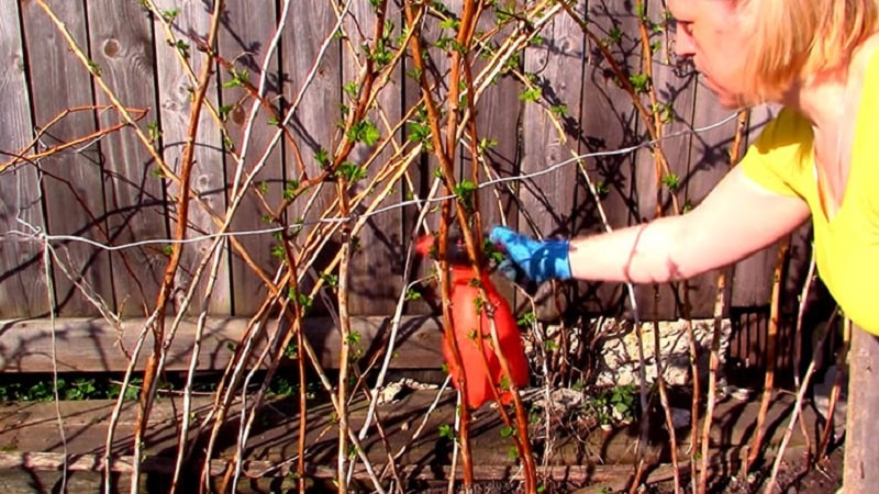 How to properly treat raspberries in the spring against diseases and pests, what products to use