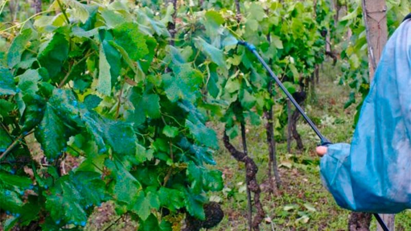 How and what to feed grapes in July in the Middle Zone