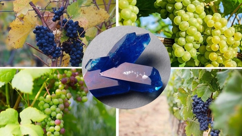 How to properly treat grapes with copper sulfate in the spring and why it is needed