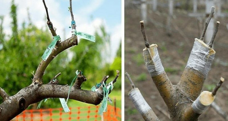 A step-by-step guide for beginner gardeners: how to plant an apple tree in spring