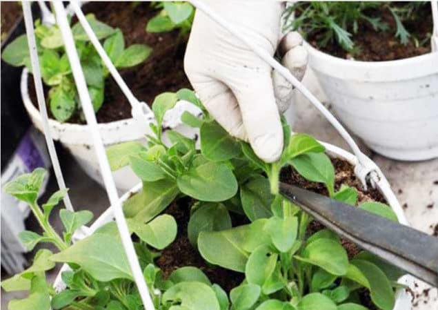 Why do you need to prune petunia in the middle of summer and how to do it correctly
