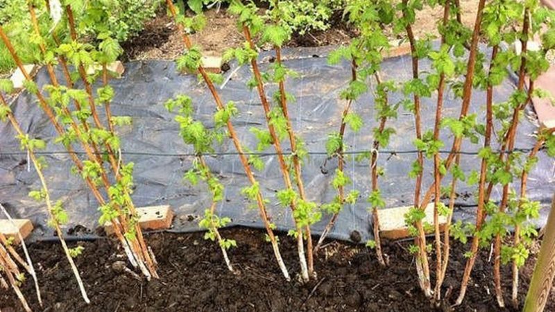 Step-by-step instructions on how to plant raspberries in spring correctly for beginner gardeners